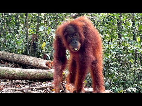 Nationalpark Gunung Leuser: Eine Naturschönheit in Indonesien 5