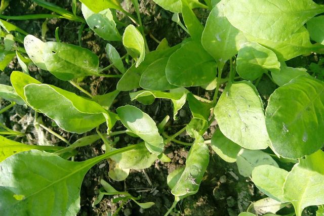 Junge Spinatpflanzen im Beet
