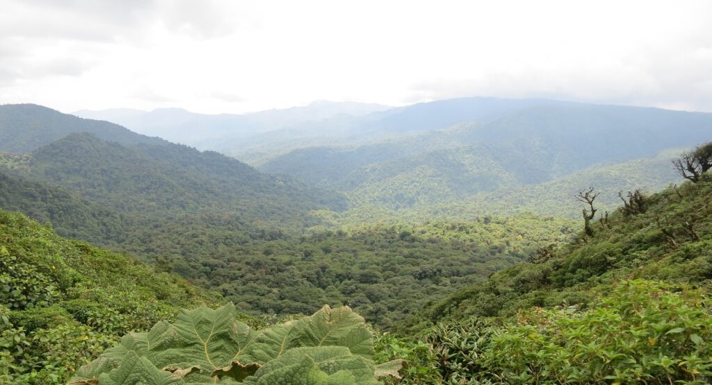 Top Sehenswürdigkeiten in Monteverde 1