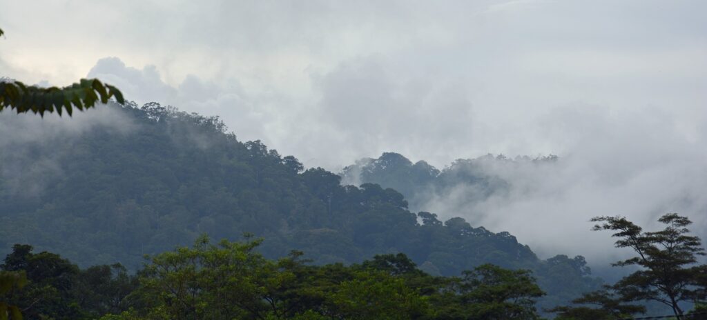 Nationalpark Gunung Leuser: Eine Naturschönheit in Indonesien 14