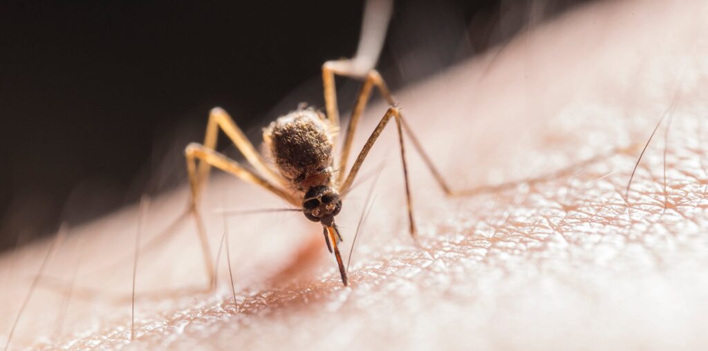 Mückenschutz – Die besten Mittel gegen Mücken! 9