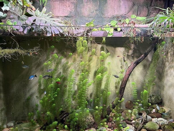 Bepflanztes Süßwasseraquarium mit kleinen Fischen