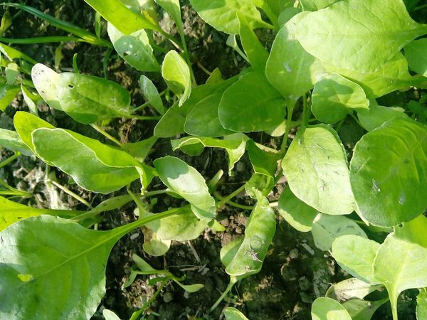Junge Spinatpflanzen im Beet