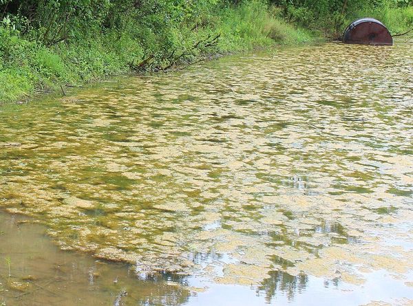 Blaualgen-Matten an der Wasseroberfläche eines Gewässers