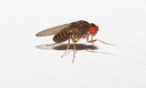 Fruchtfliegen der Art Drosophila hydei