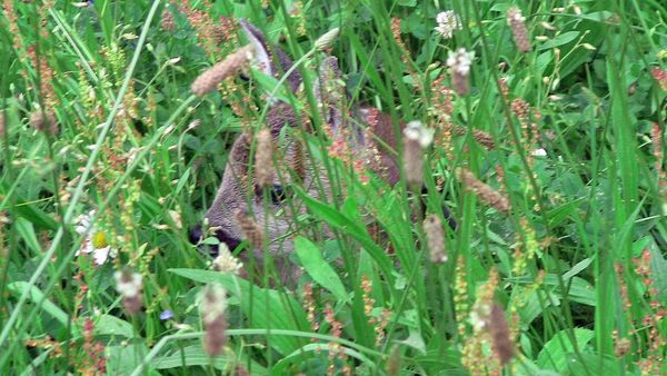 Rehkitz versteckt im hohen Gras