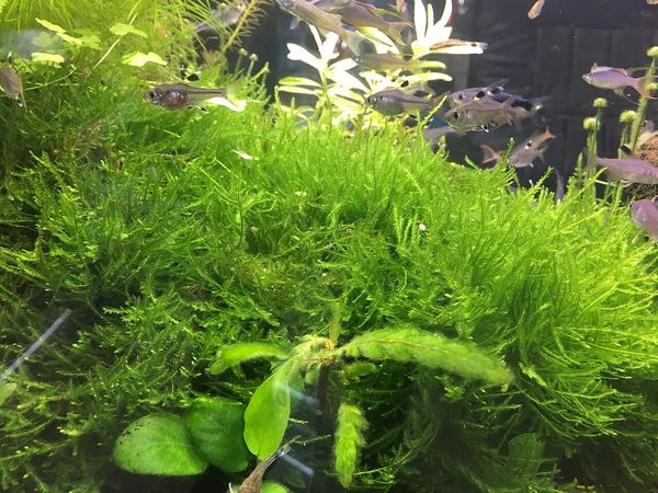 Süßwasseraquarium mit Pflanzen