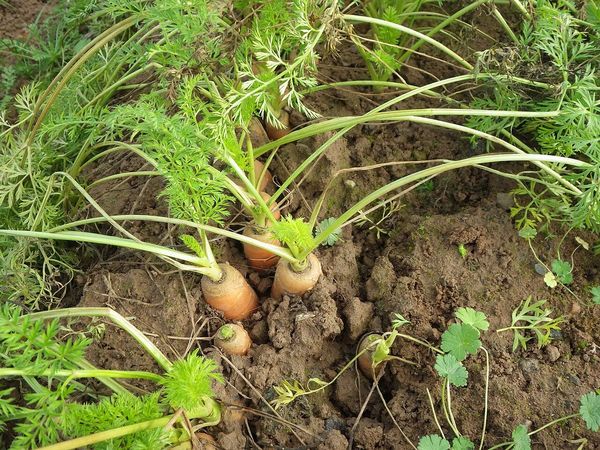 Möhren im Beet im Winter